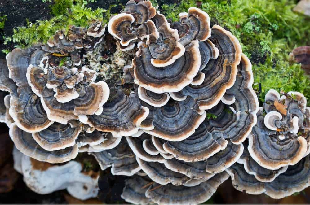 Coriolus - outkovka pestrá